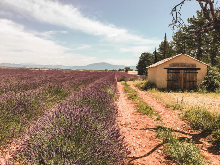 Valensole : entre champs de lavande et village provençal